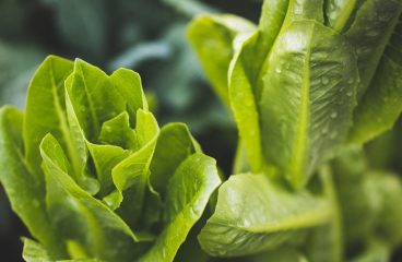 Upcycling Your Kitchen Scraps